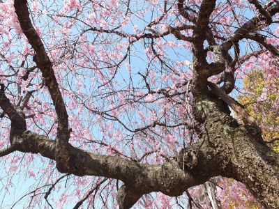 えだきん商店街（枝垂れ桜）
