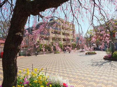えだきん商店街（枝垂れ桜）
