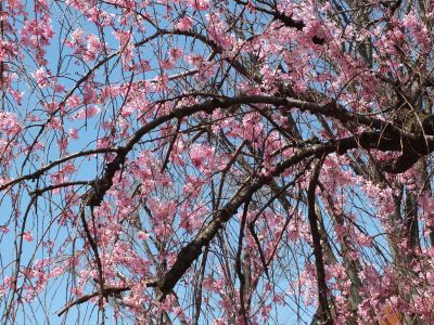 えだきん商店街（枝垂れ桜）
