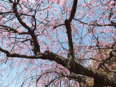えだきん商店街（枝垂れ桜）
