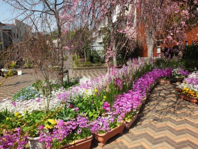 えだきん商店街（枝垂れ桜）
