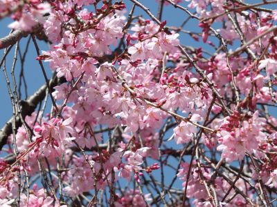 えだきん商店街（枝垂れ桜）
