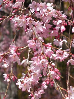 えだきん商店街（枝垂れ桜）
