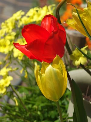 えだきん商店街（花壇）
