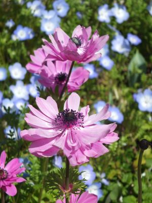 えだきん商店街（花壇）
