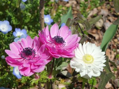 えだきん商店街（花壇）

