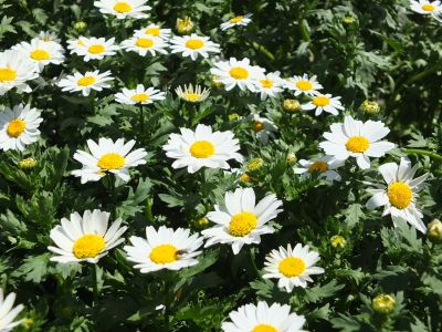 えだきん商店街（花壇）
