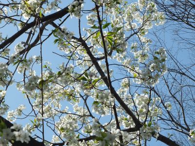 けやきが丘（大島ざくら）
