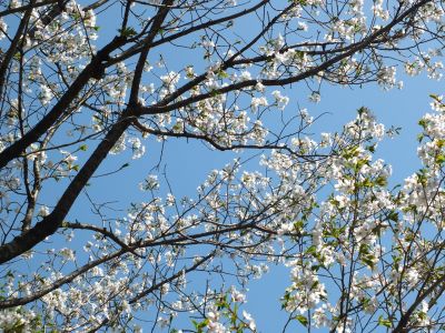 けやきが丘（大島ざくら）
