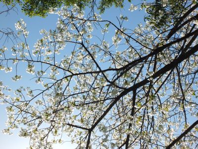 けやきが丘（大島ざくら）
