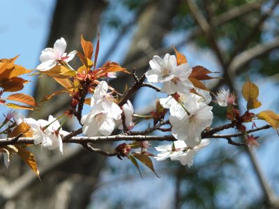 けやきが丘（山ざくら）
