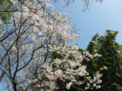 けやきが丘（大島ざくら）
