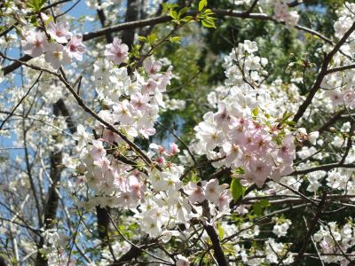 けやきが丘（大島ざくら）
