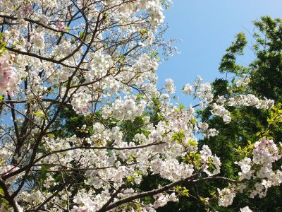 けやきが丘（大島ざくら）
