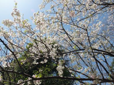 けやきが丘（大島ざくら）
