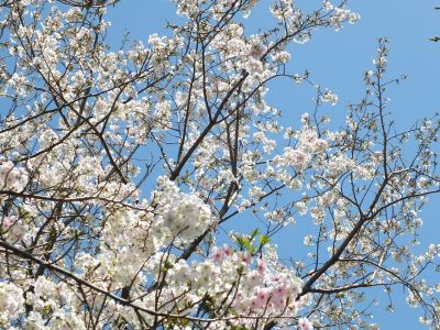 けやきが丘（大島ざくら）
