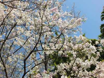 けやきが丘（大島ざくら）
