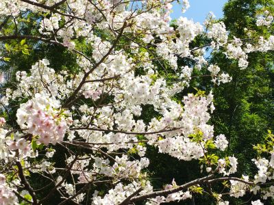 けやきが丘（大島ざくら）
