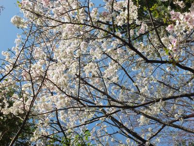 けやきが丘（大島ざくら）
