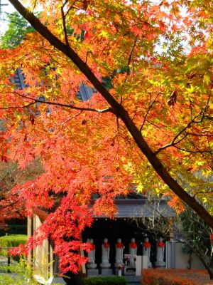 浄土宗　渋沢山心行寺
