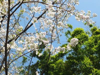 けやきが丘（大島ざくら）
