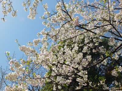 けやきが丘（大島ざくら）
