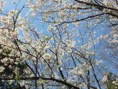 けやきが丘（大島ざくら）
