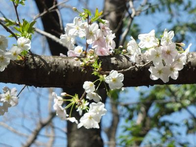 けやきが丘（大島ざくら）
