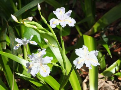 けやきが丘（しゃが）
