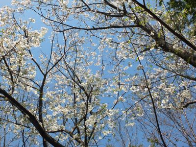 鴨池公園（染井吉野）
