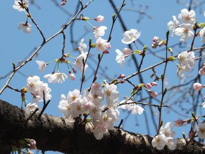 鴨池公園（染井吉野）
