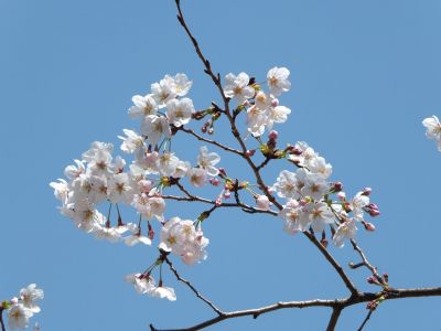 鴨池公園（染井吉野）
