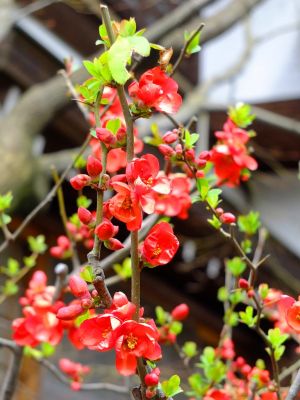 心行寺（木瓜の花）
