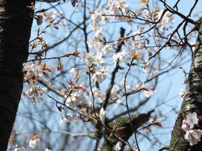 ささぶねの道（山ざくら）
