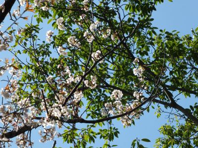 ささぶねの道（山ざくら）
