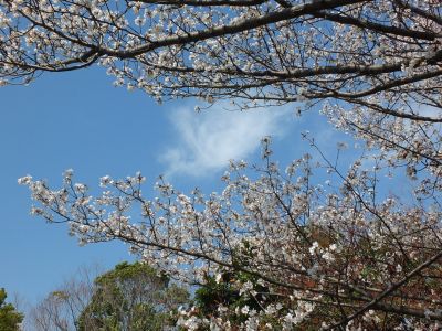 ささぶねの道（山ざくら）
