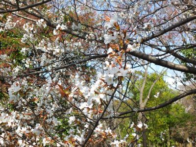 ささぶねの道（山ざくら）
