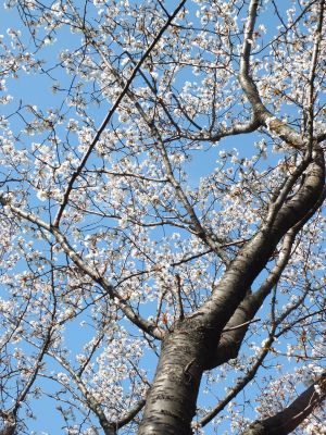 ささぶねの道（山ざくら）
