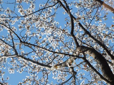 ささぶねの道（山ざくら）
