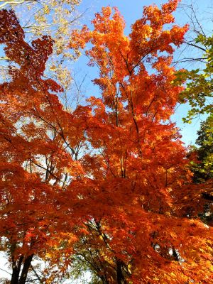 ゆうばえの道（鴨池公園ログハウス付近）
