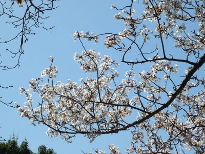 ささぶねの道（山ざくら）
