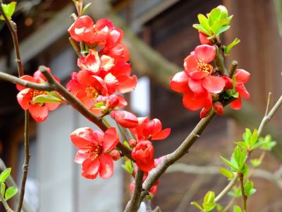 心行寺（木瓜の花）
