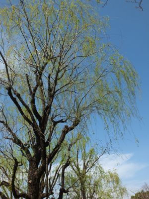 ささぶねの道（やなぎ）
