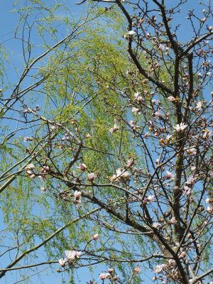 ささぶねの道（こぶし＆やなぎ）
