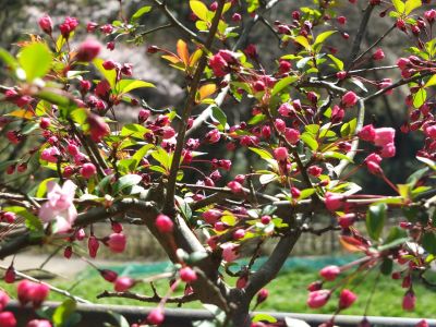 都筑中央公園（海棠）
