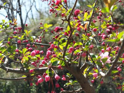 都筑中央公園（海棠）
