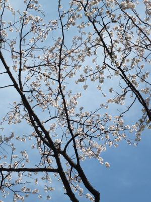 都筑中央公園（山ざくら）
