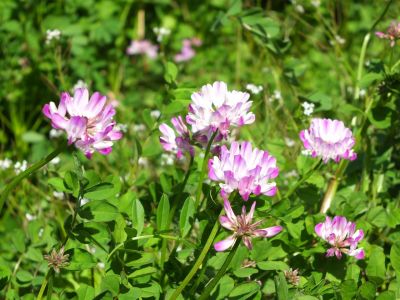 都筑中央公園（蓮華草）
