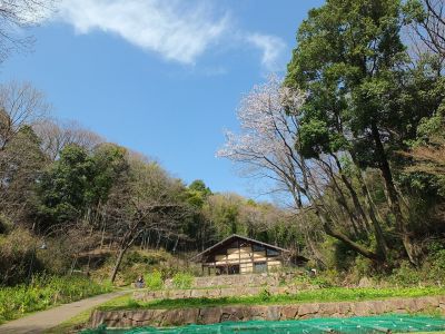 都筑中央公園（山ざくら）
