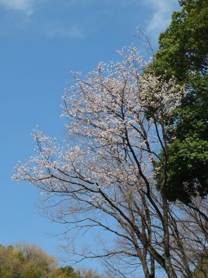 都筑中央公園（山ざくら）
